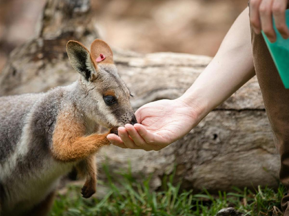 Kangaroo and Wallaby Encounter