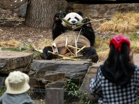 Panda and Friends
