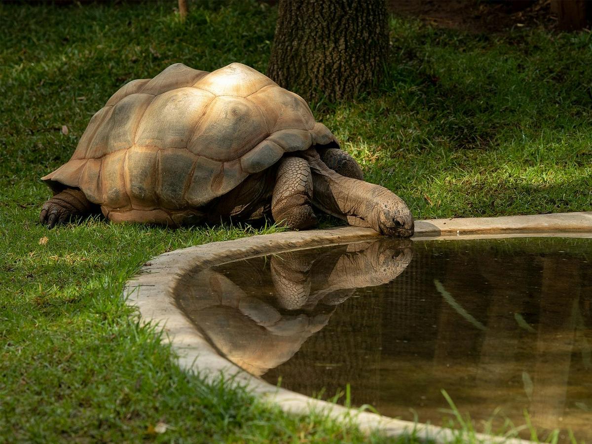 Tortoise Encounter