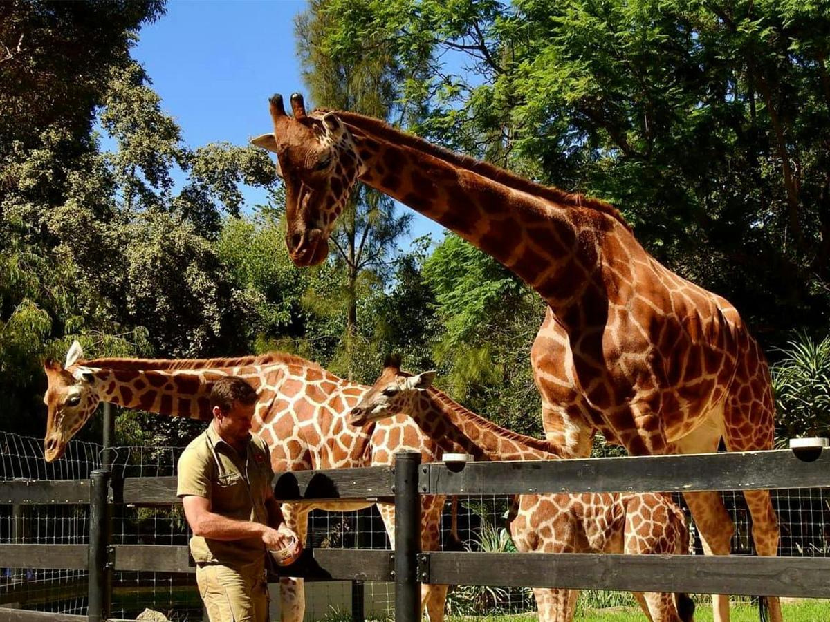 Giraffe Feed