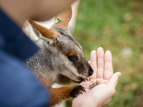 Kangaroo and Wallaby Encounter