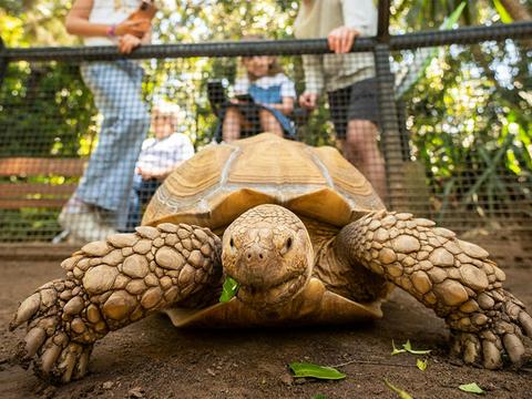 Tortoise Encounter
