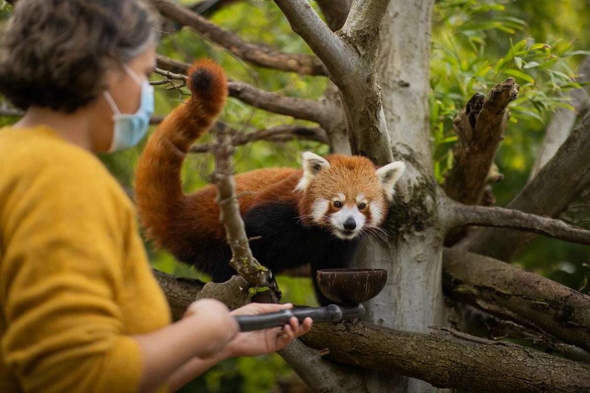 Red Panda Breakfast