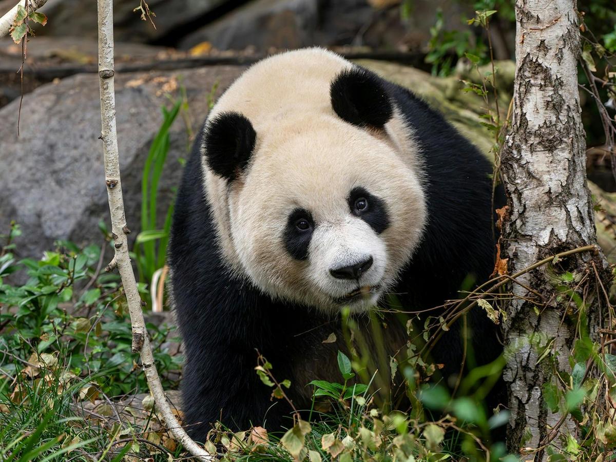 Panda and Friends