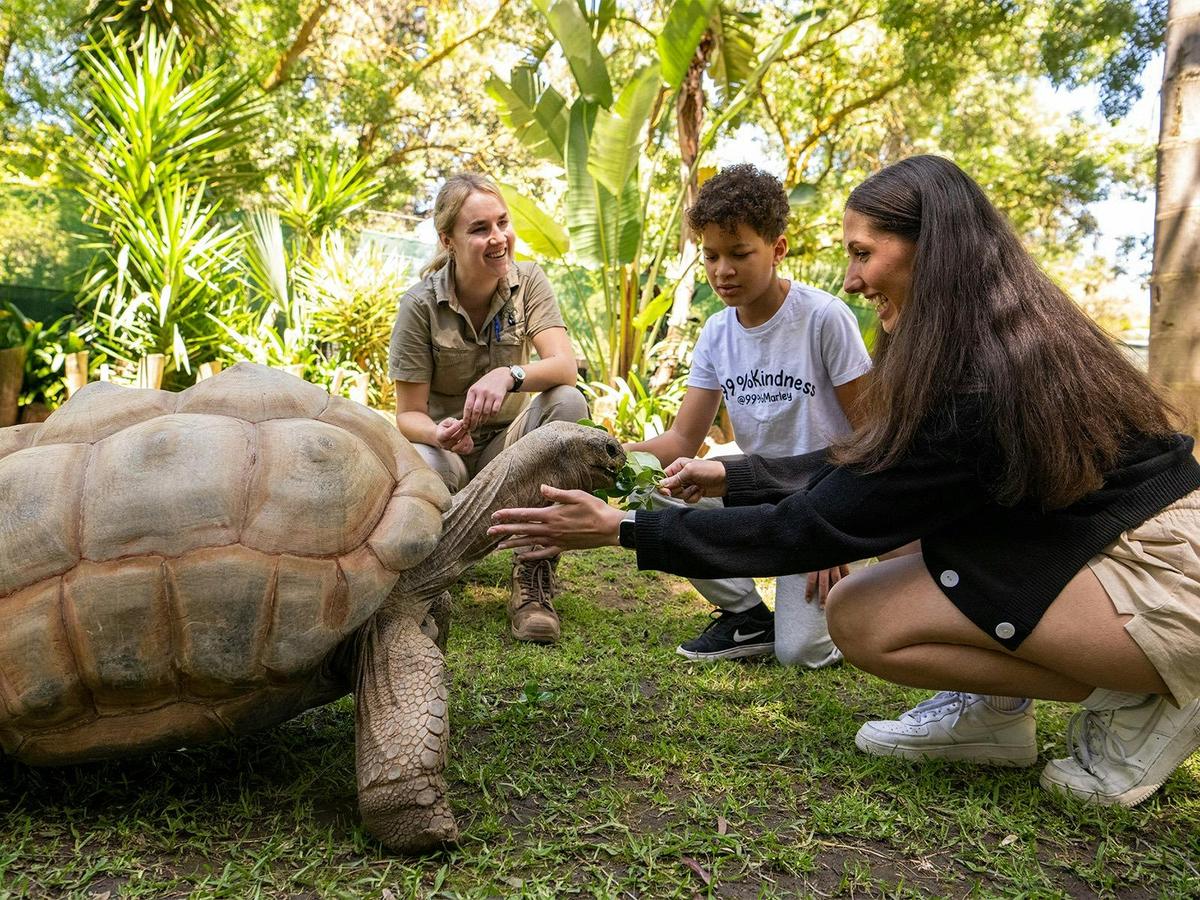 Giant Aldabra Tortoise feeding experience at Adelaide Zoo