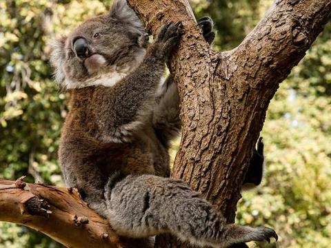 Koala Encounter
