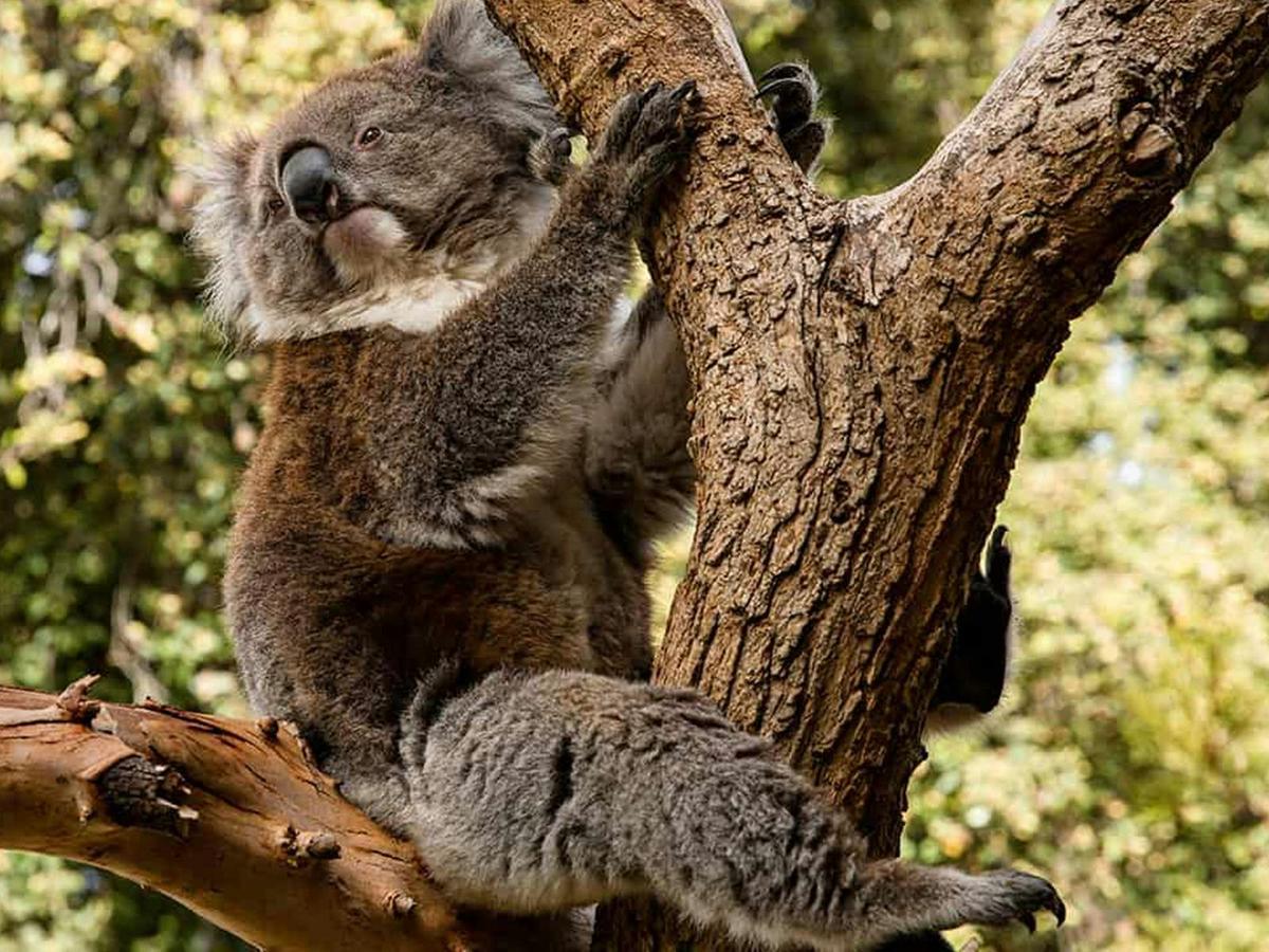 Koala Encounter