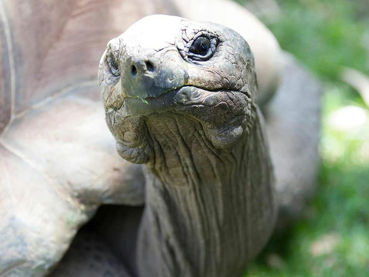 Tortoise Encounter