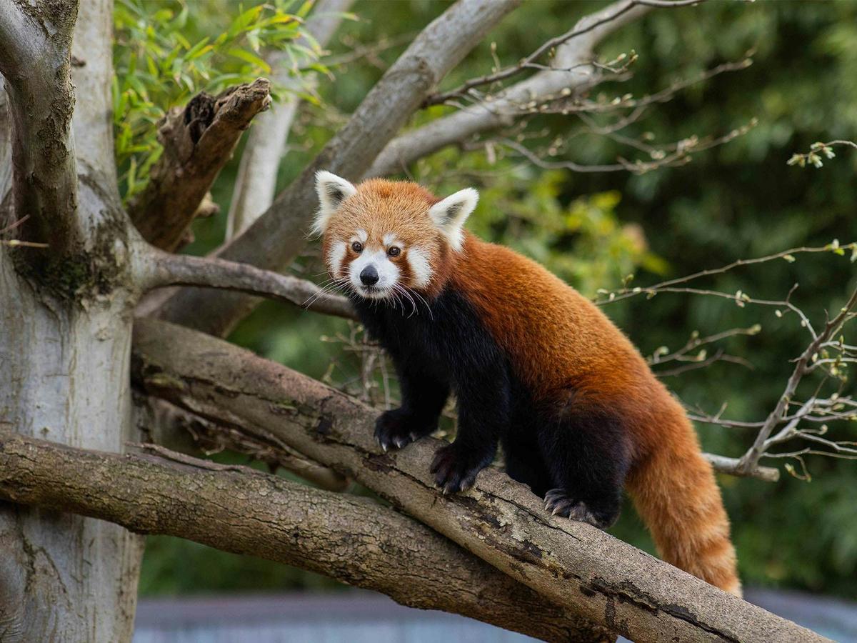 Panda and Friends