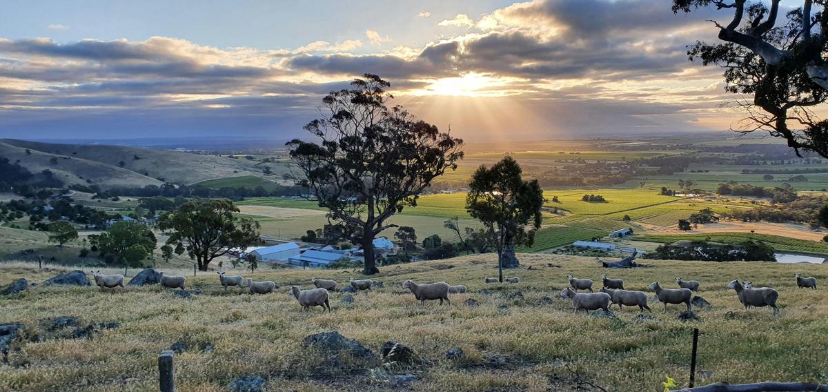 All Barossa Tours Barossa Views