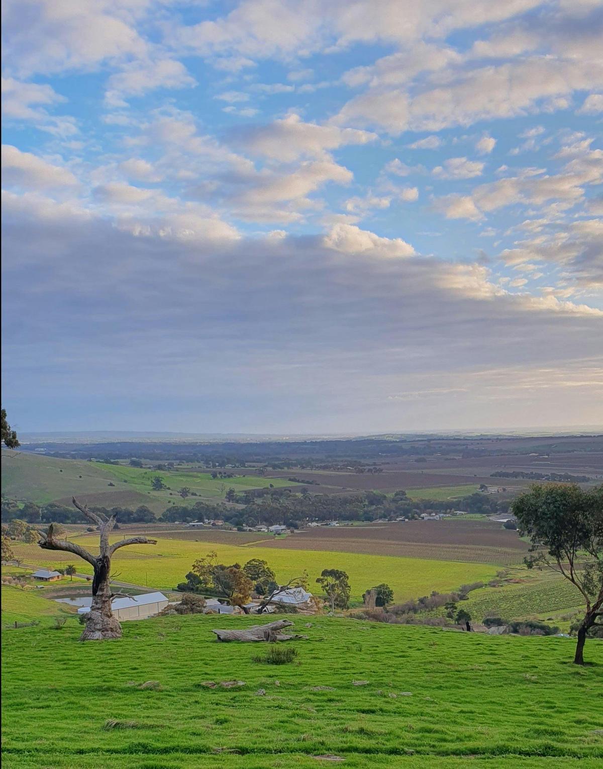 Barossa Guided Tour