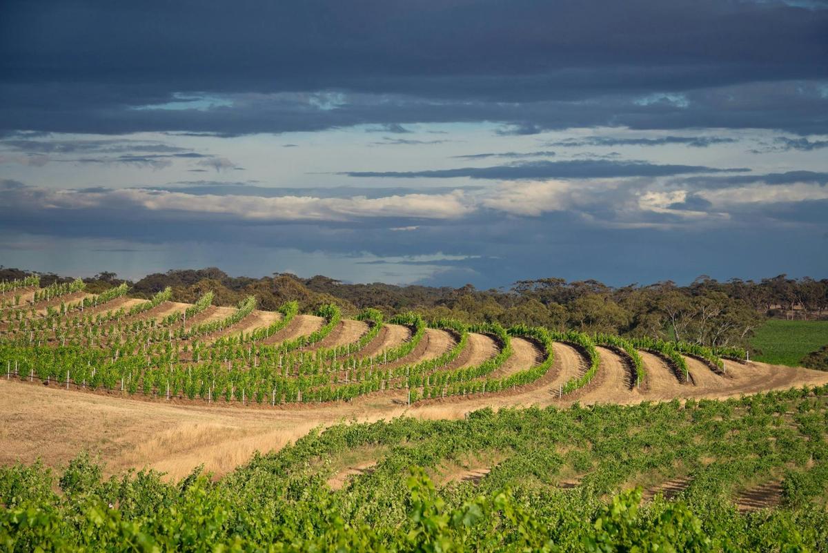 The Alkina Vineyard