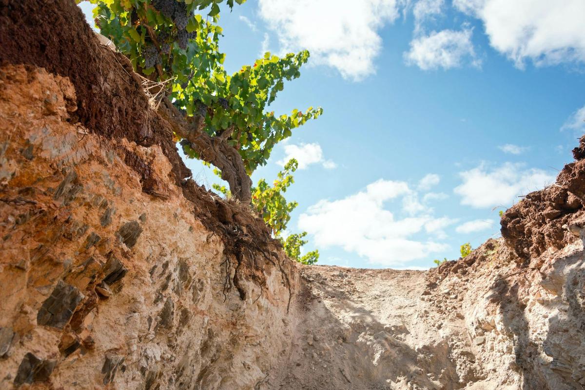 Rock Hammer Tasting, Tour & Lunch