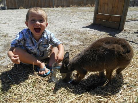 Animal Farm Goolwa