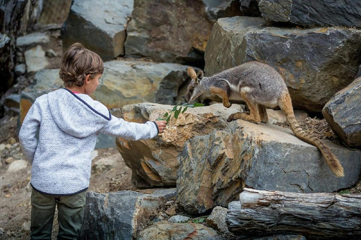 Feeding a Yellow- footed Rock-wallaby