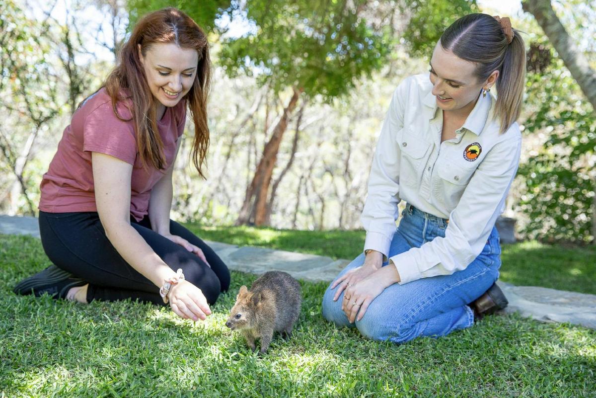 Hanging out with a quokka