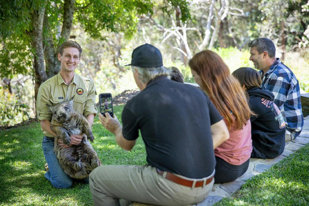 Wombat encounter