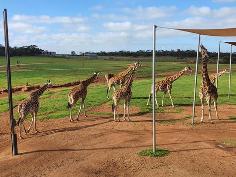 Monarto Safari Park & Hahndorf / Adelaide Hills Tour