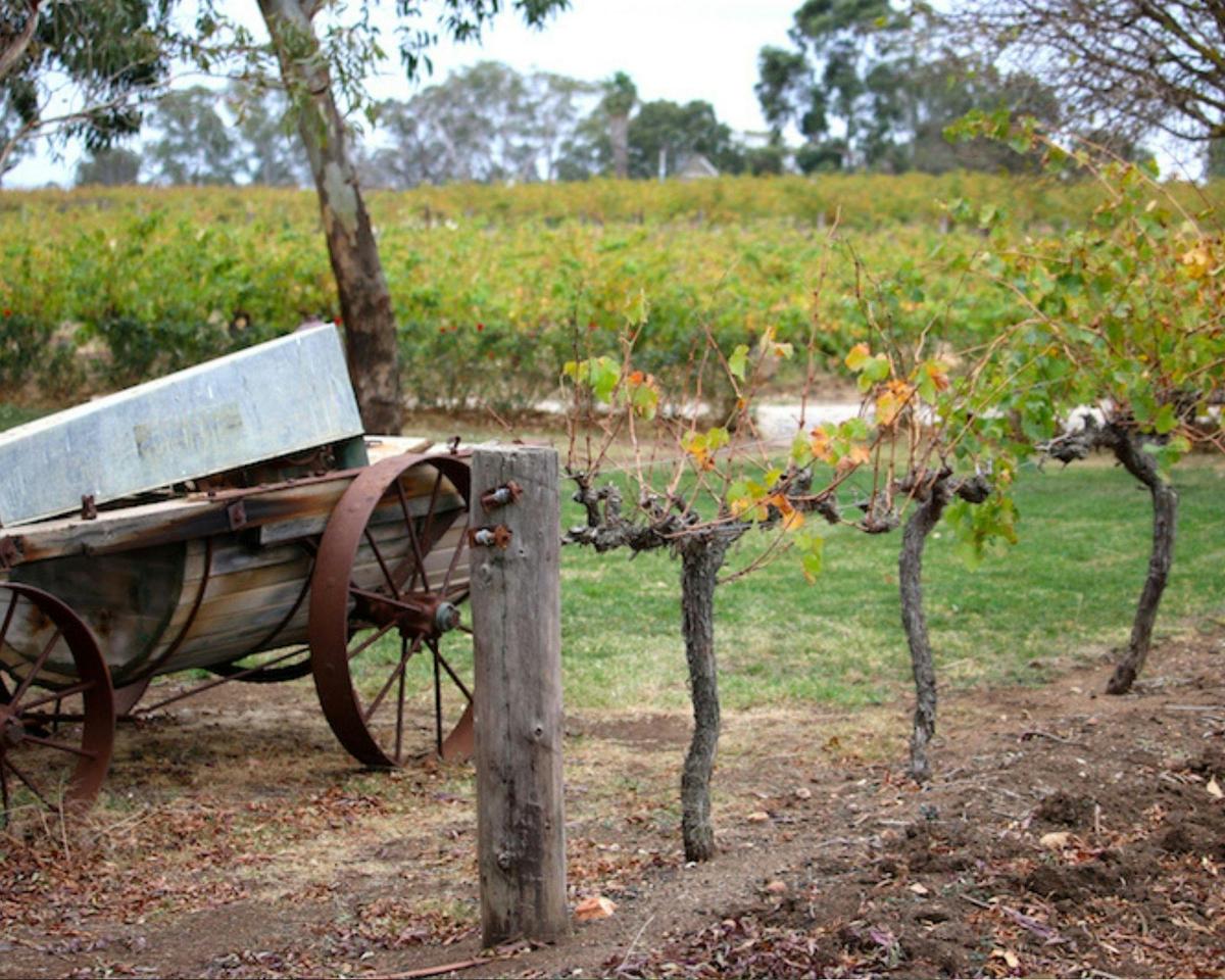 Ambler Touring - Maggie Beer Farm / Barossa Valley Food & Wine Tour