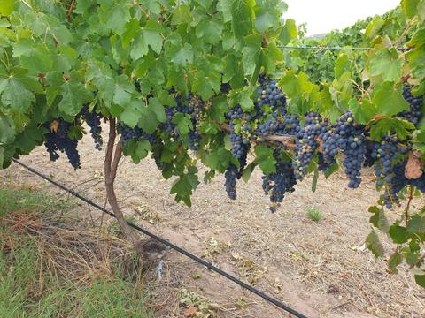 Adelaide Hills / McLaren Vale Food & Wine Tour