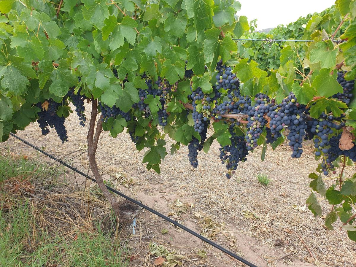 Adelaide Hills / McLaren Vale Food & Wine Tour