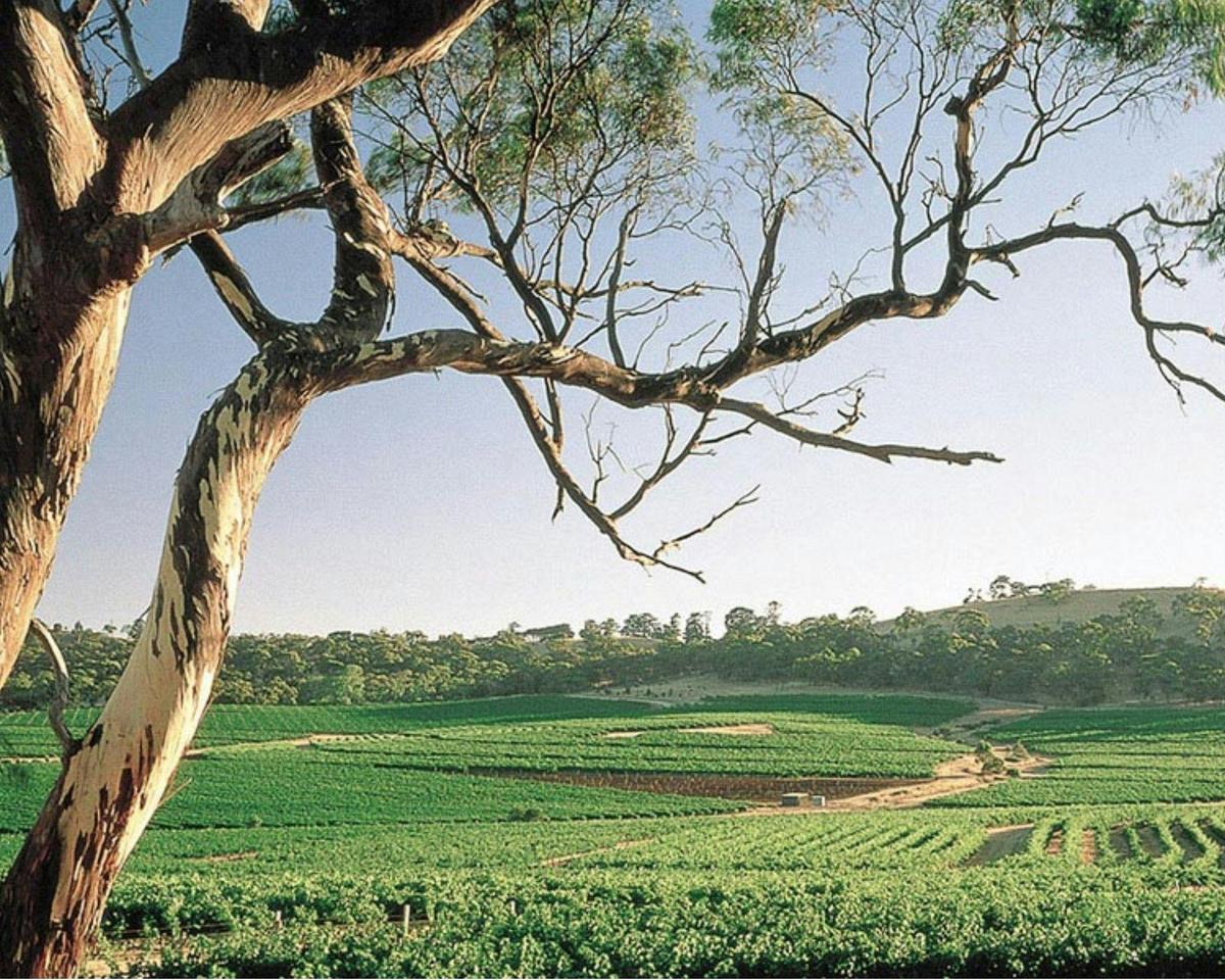 Ambler Touring - Clare Valley Food & Wine Tour
