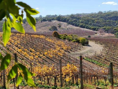 Aphelion Classic Cellar Door Tasting
