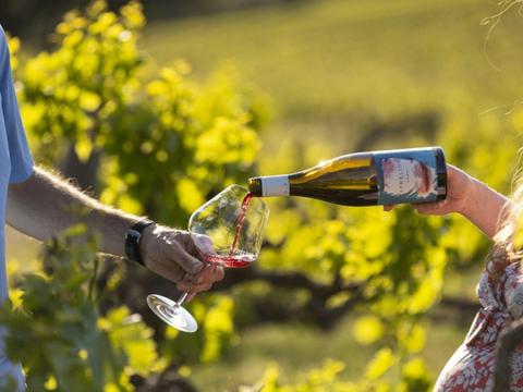 Aphelion "Back Of The Ute" Vineyard Wine Tasting McLaren Vale