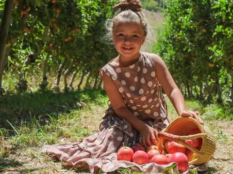 Apple Picking In Lenswood