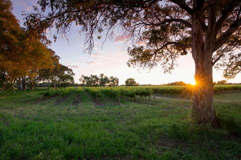 Bleasdale Wines