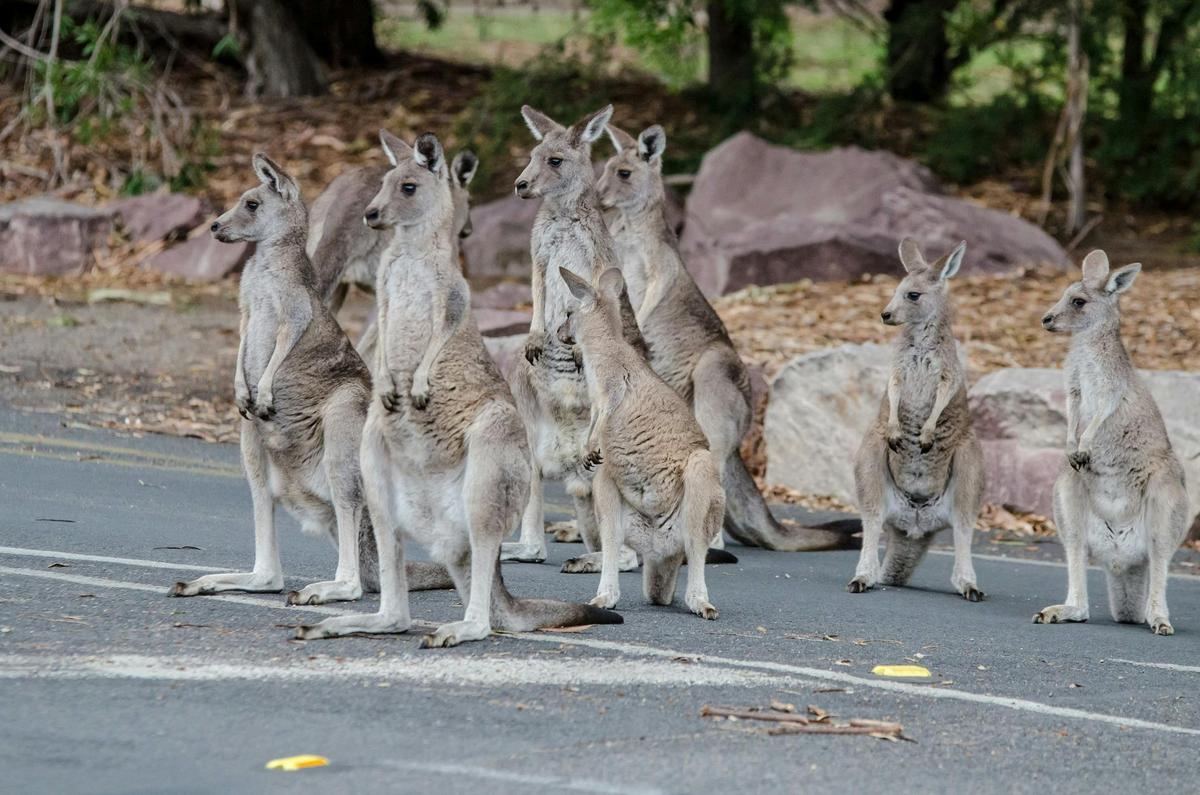 Adelaide to Melbourne 3 Day Tour Overland Adventure