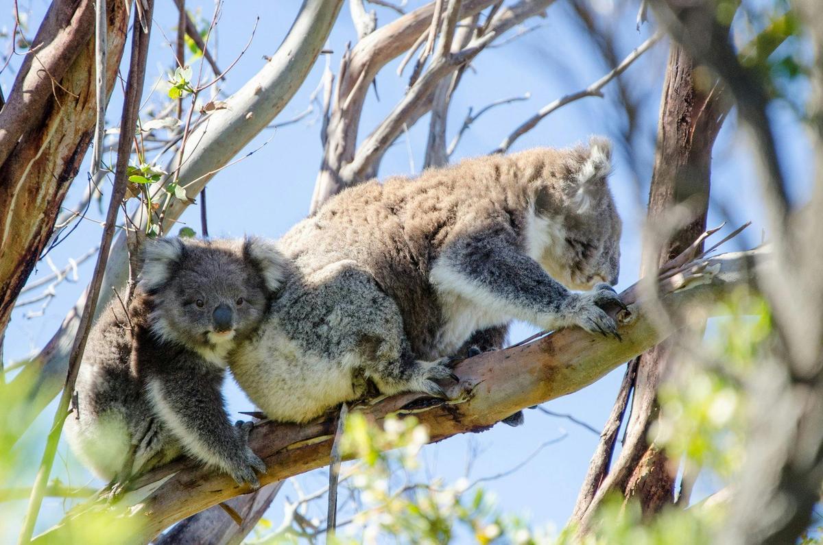Adelaide to Melbourne 3 Day Tour Overland Adventure