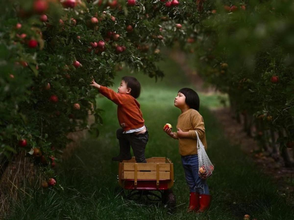 apple picking