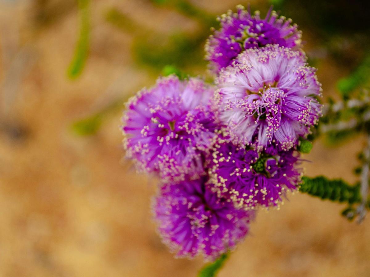 Wildflowers & Wilderness (15 days)