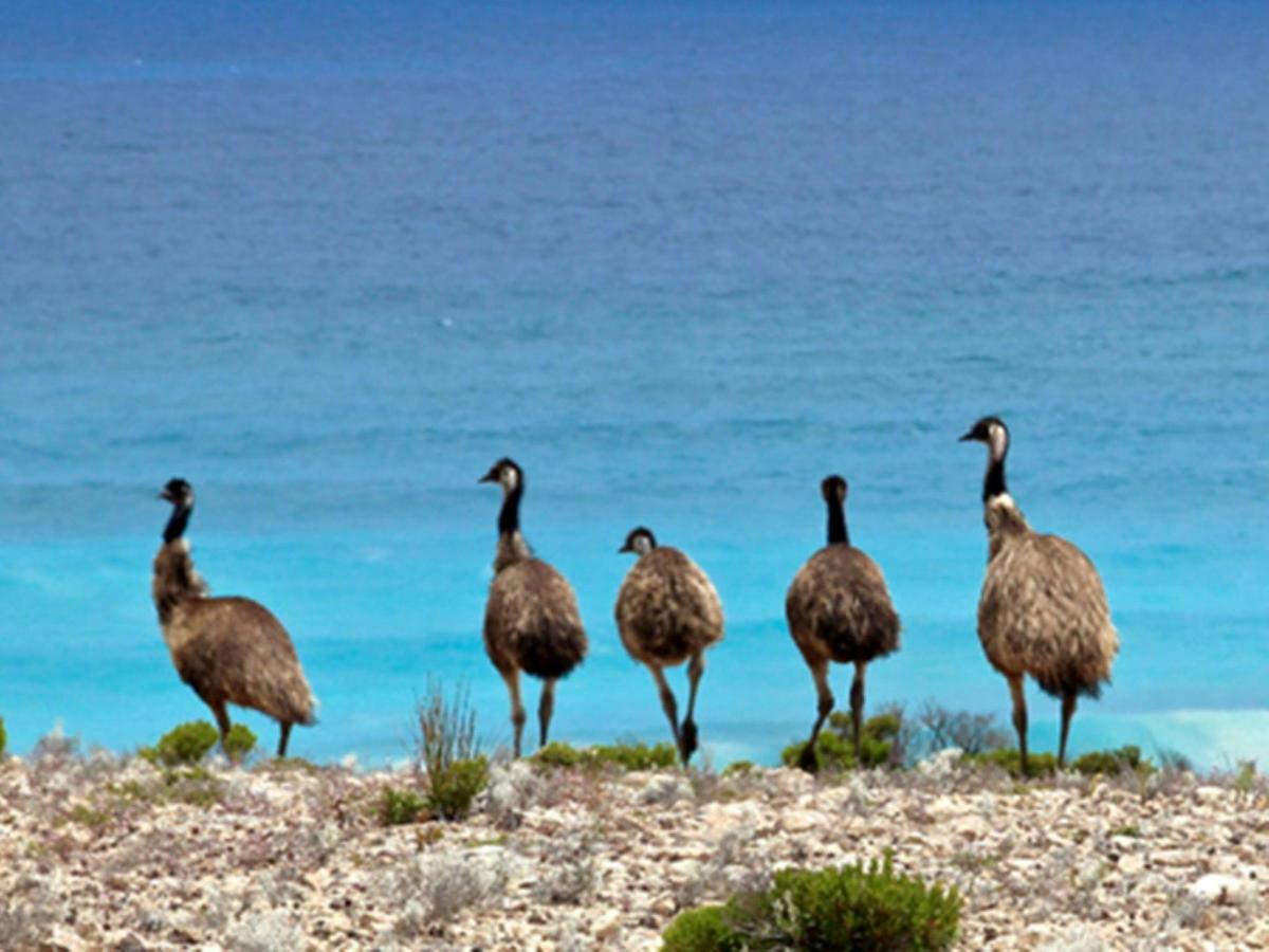 Southern Wildlife & Nature Air Safari (15 days)