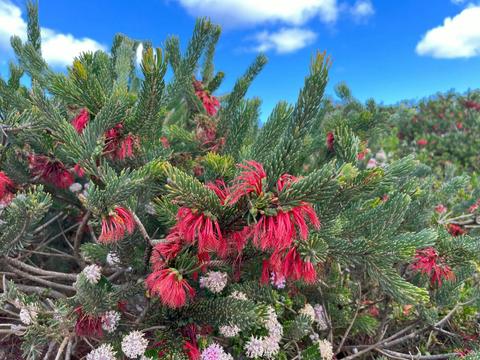 Wildflowers & Wilderness (15 days)
