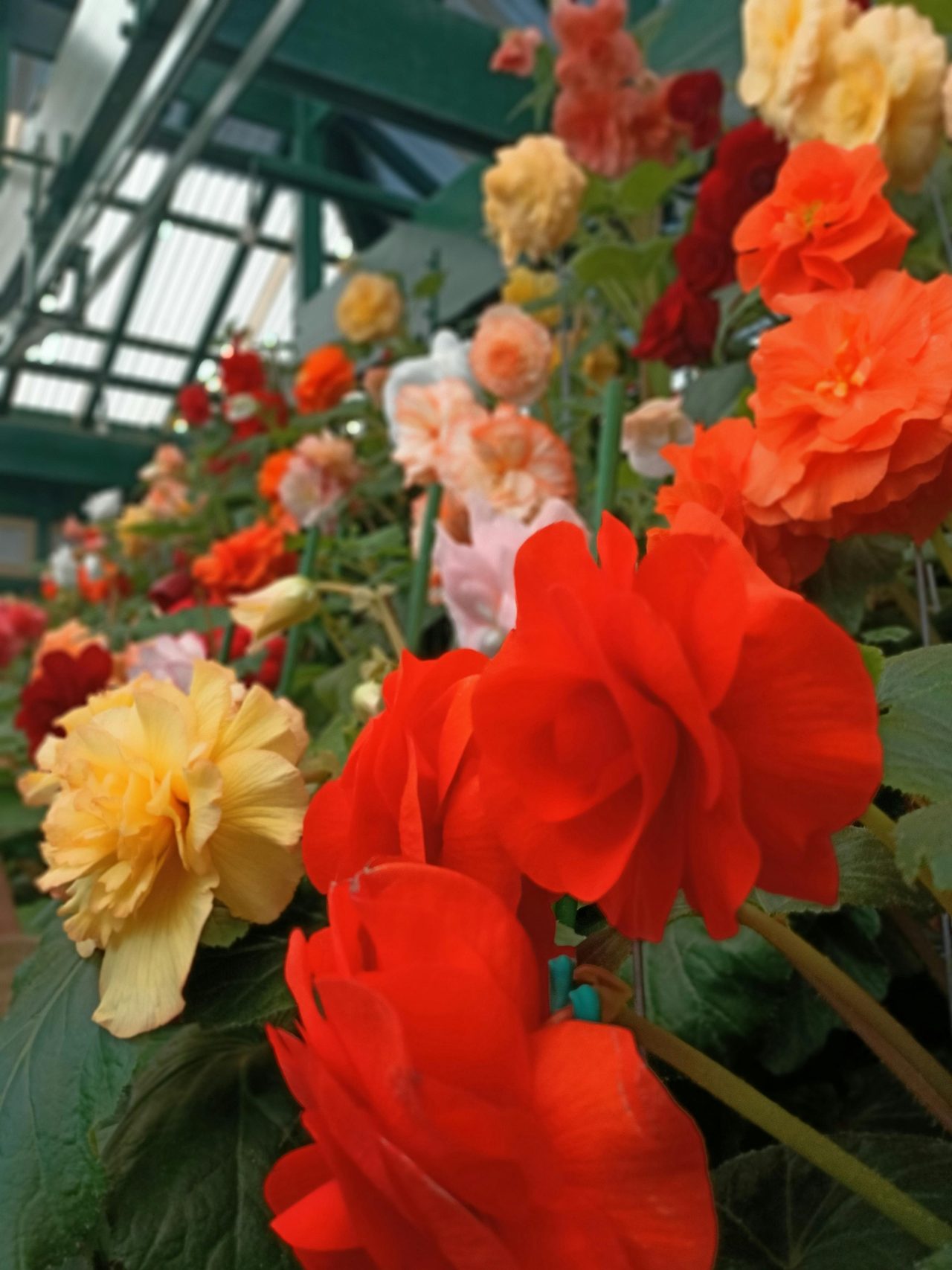 Begonia House