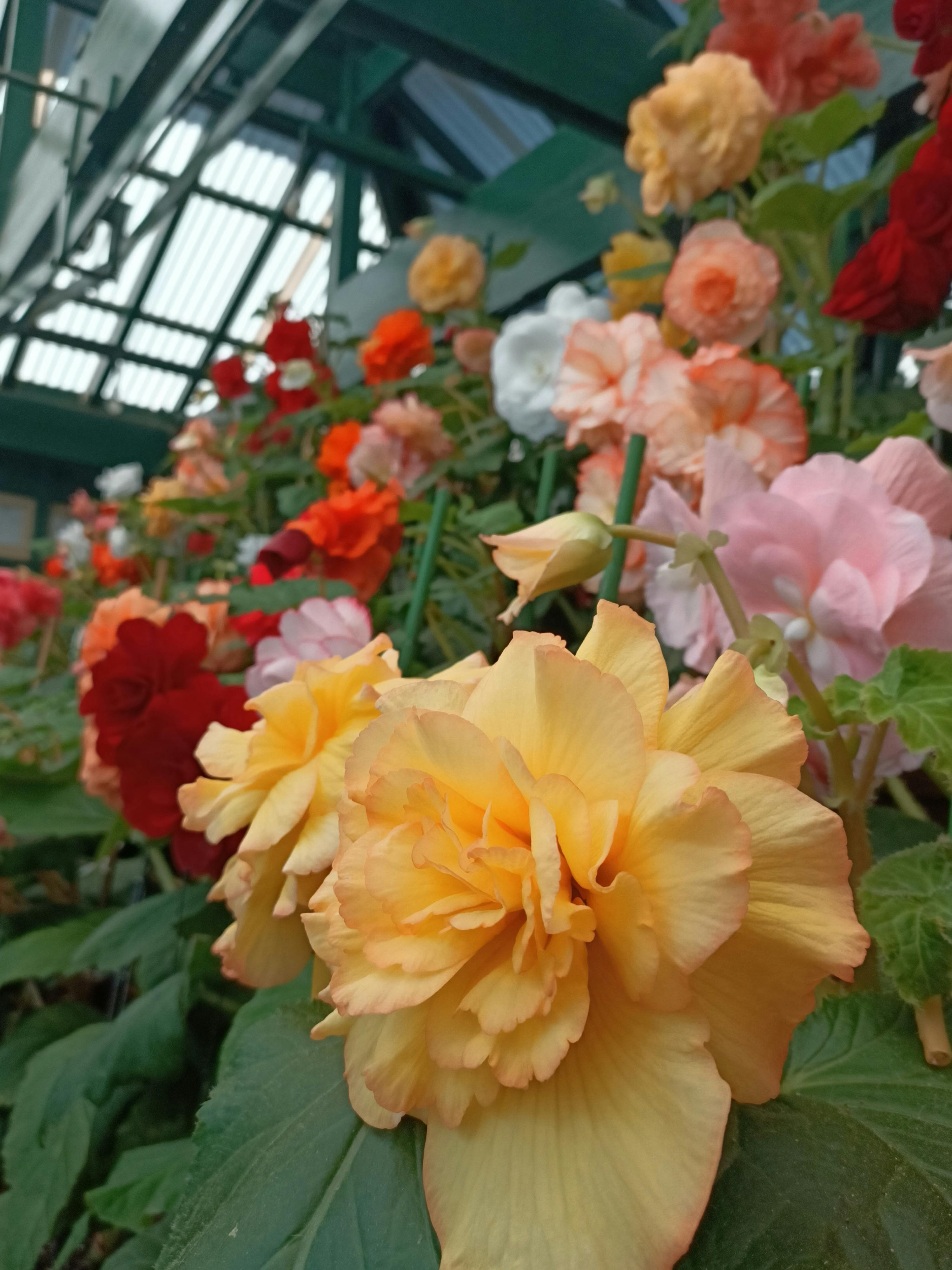 Bathurst Begonia House