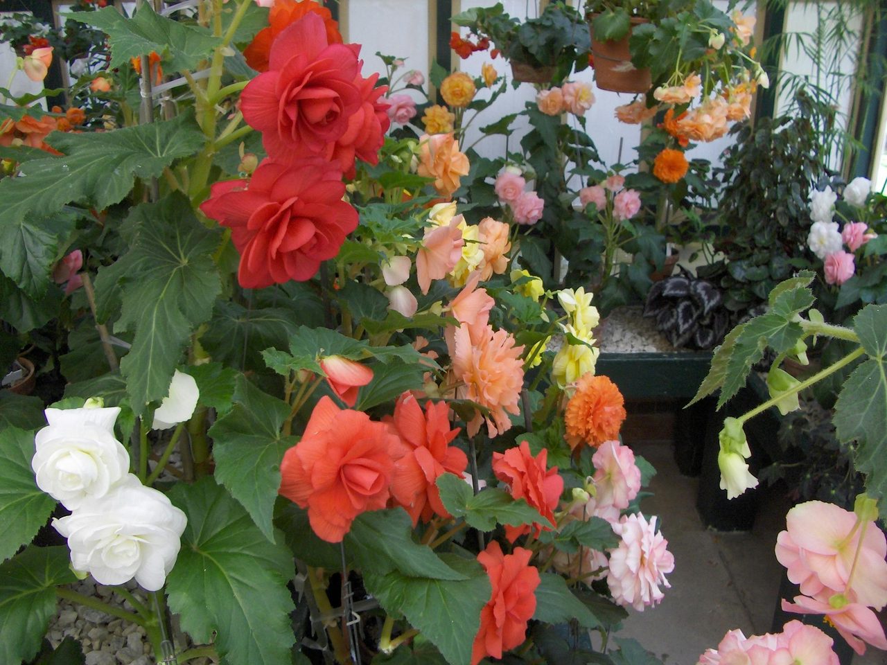 Begonia House