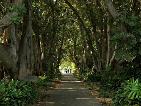 Adelaide Botanic Garden