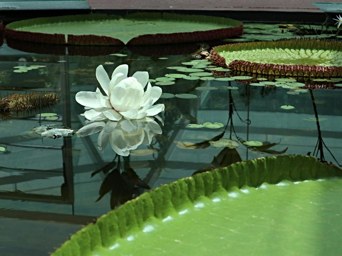 Amazon Waterlily in bloom
