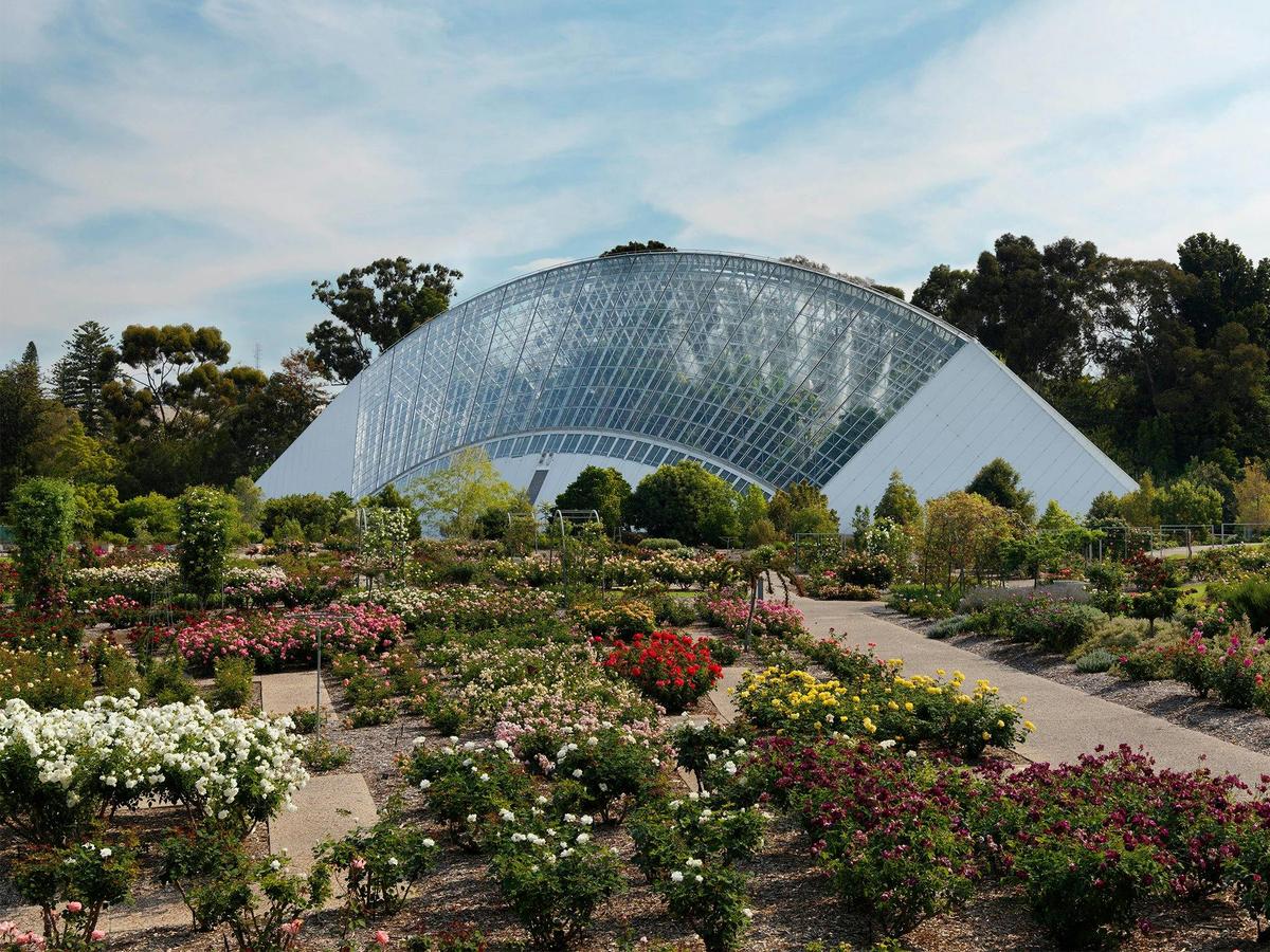 Adelaide Botanic Garden's Bicentennial Conservatory is home to several endangered rainforest plants.