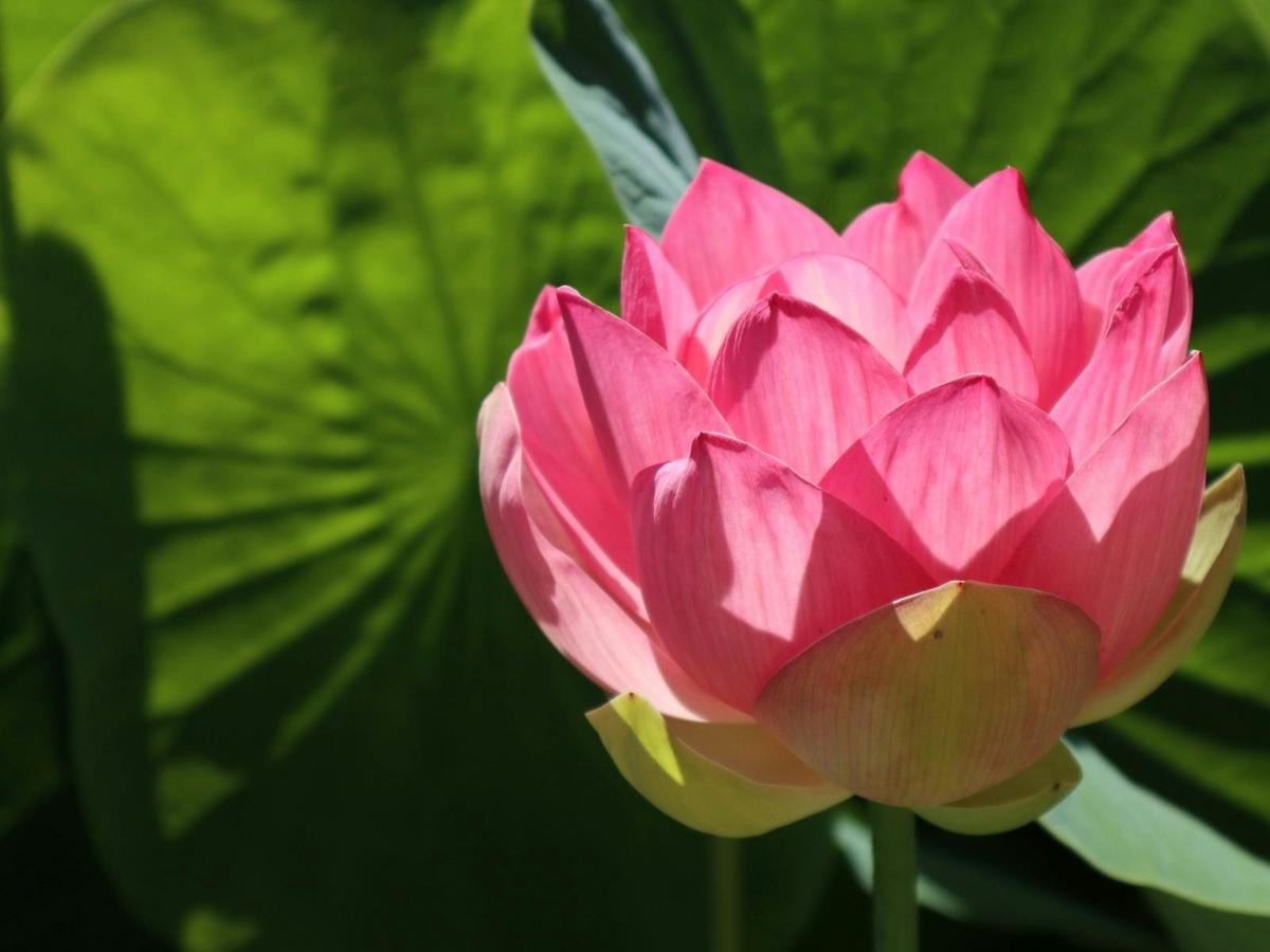 Nelumbo Lily bloom