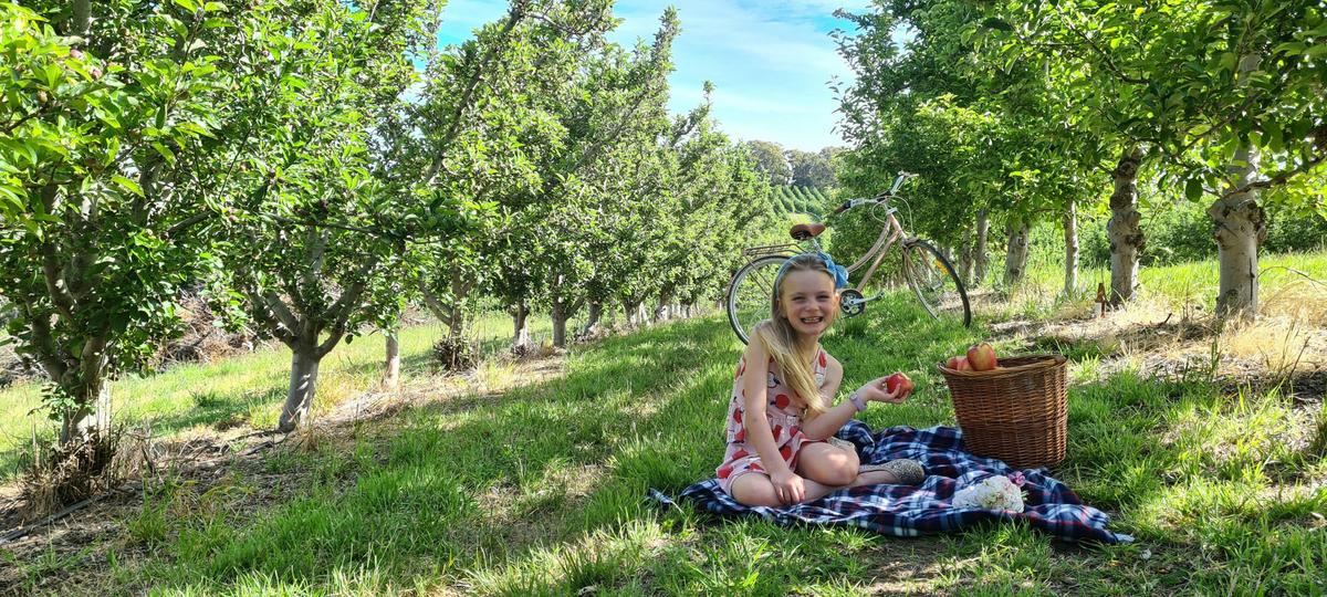 Pick Your Own Apples in Lenswood
