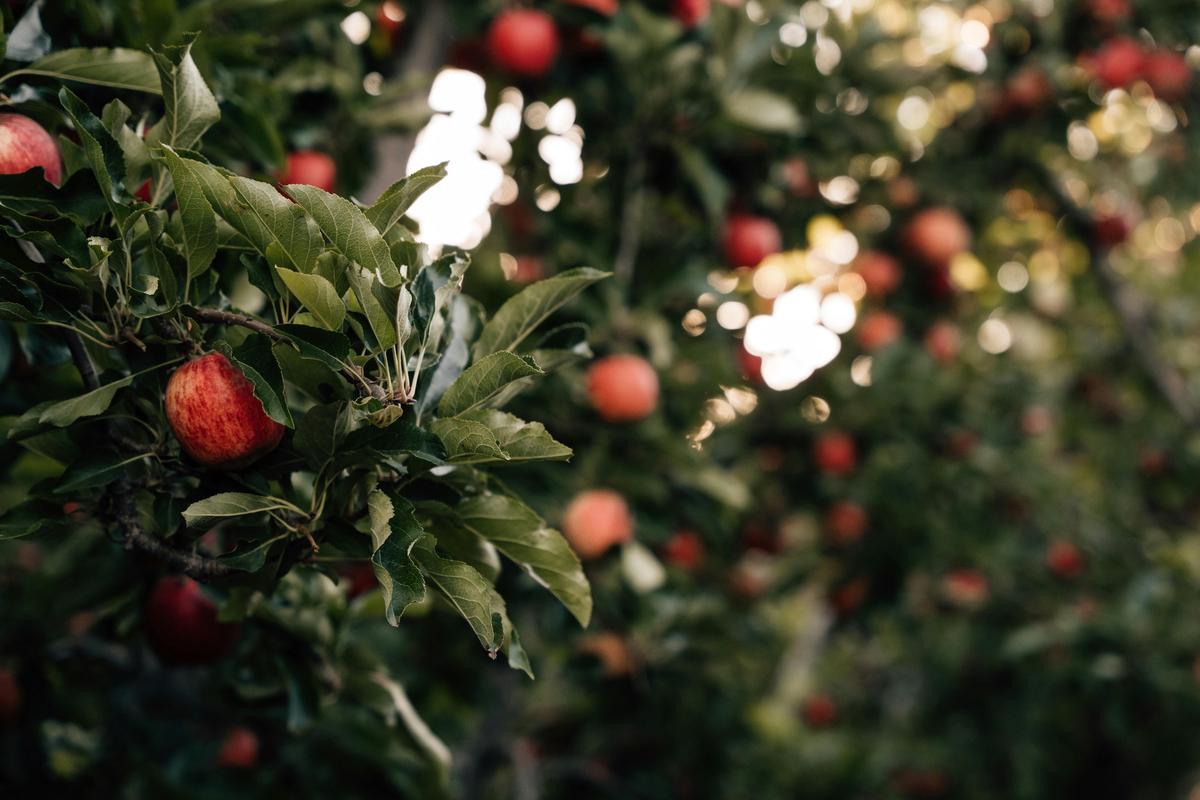Apples @Lenswood