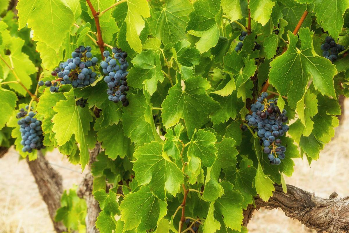 Ancient Shiraz Vines Barossa Valley