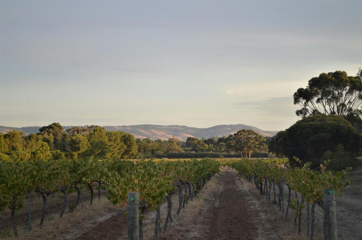 Arila Gardens - Vineyard Barossa