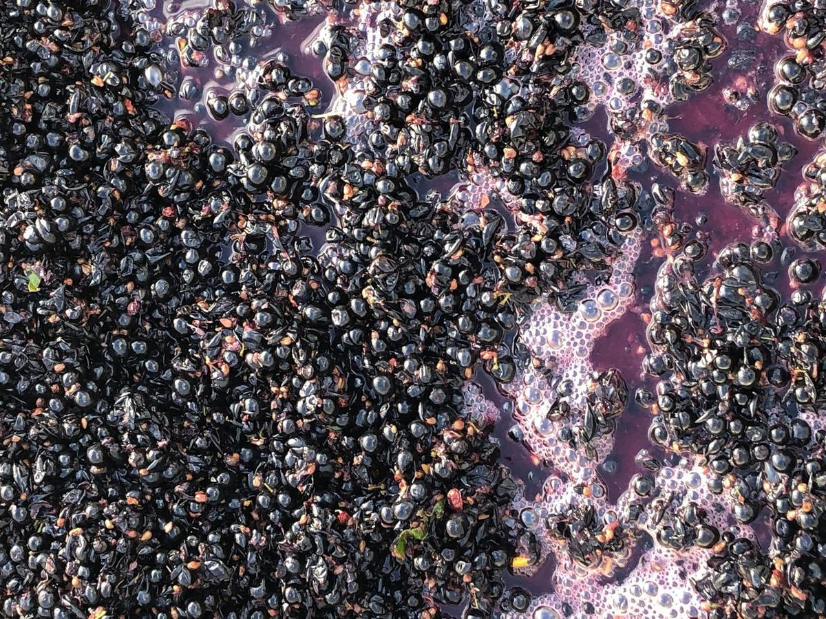 Ironstone Vineyard - just crused grapes
