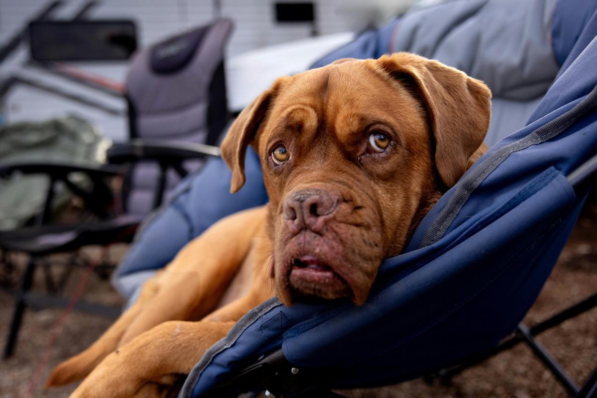 photo of a dog on a camp site