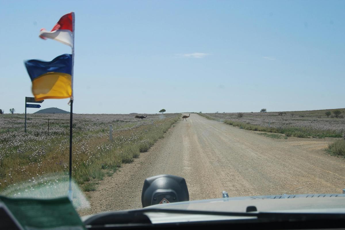 Emus crossing the track